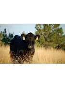 black angus