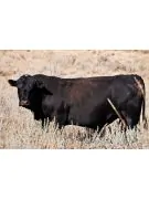 certified black angus beef