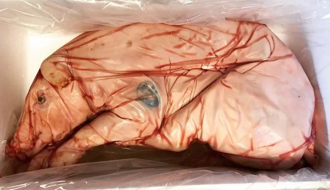 whole pig ready to smoke